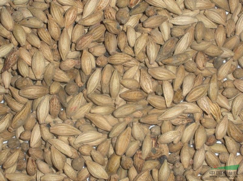 出售广西湖南桂花树苗 桂花树种子_出售广西湖