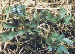 长松萝 女萝、菟丝