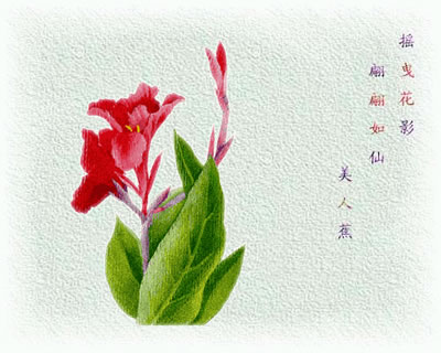 时尚花艺 花诗花语 >> 正文  来源:花语城市论坛